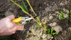 Jakie rośliny trzeba zawsze przycinać w grudniu? Ogrodnicy wymienili 10 gatunków